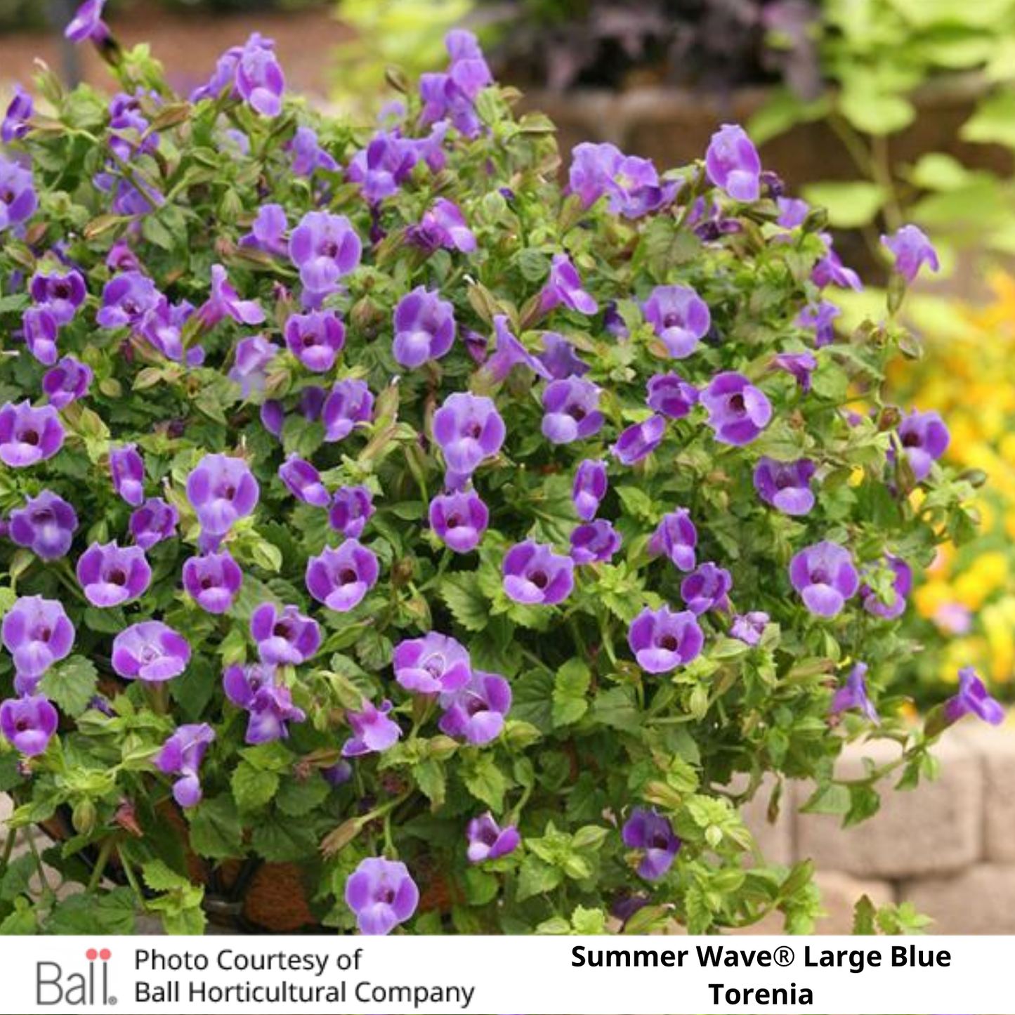 Summer Wave® Large Blue Torenia