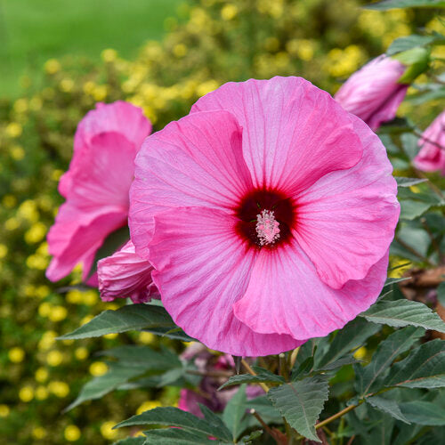 Hibiscus