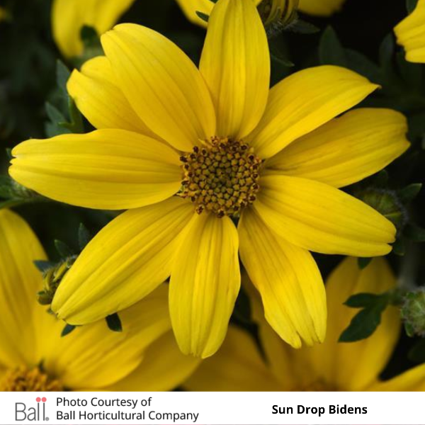 Sun Drop Bidens