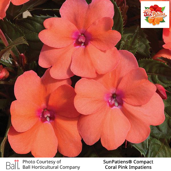 Coral Pink SunPatiens® Compact