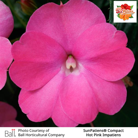 Hot Pink SunPatiens® Compact