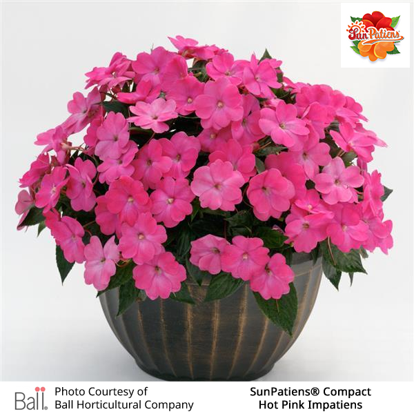 Hot Pink SunPatiens® Compact