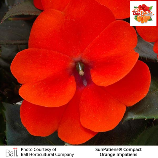 Orange SunPatiens® Compact