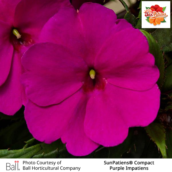 Purple SunPatiens® Compact