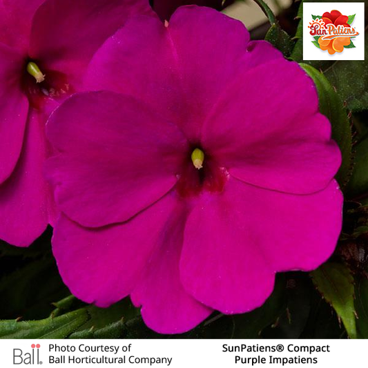 Purple SunPatiens® Compact