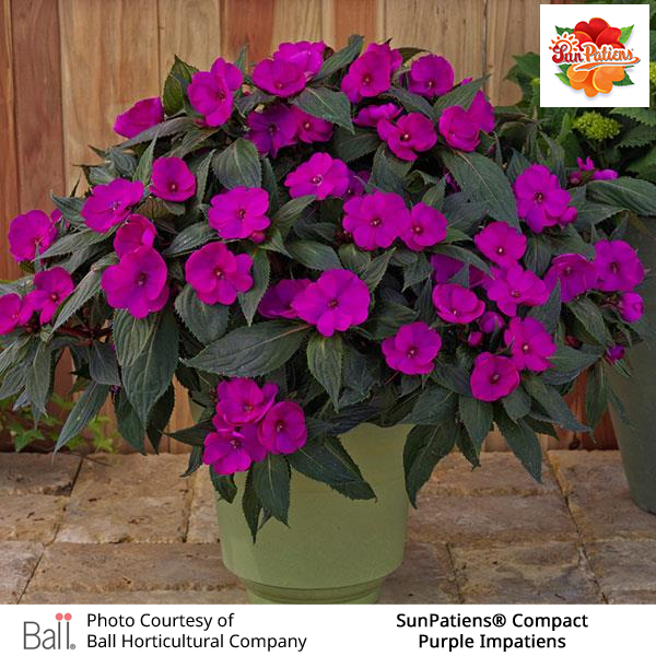 Purple SunPatiens® Compact