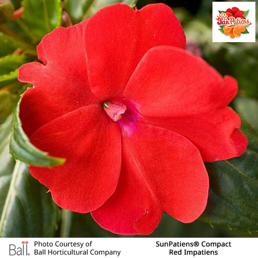 Red SunPatiens® Compact