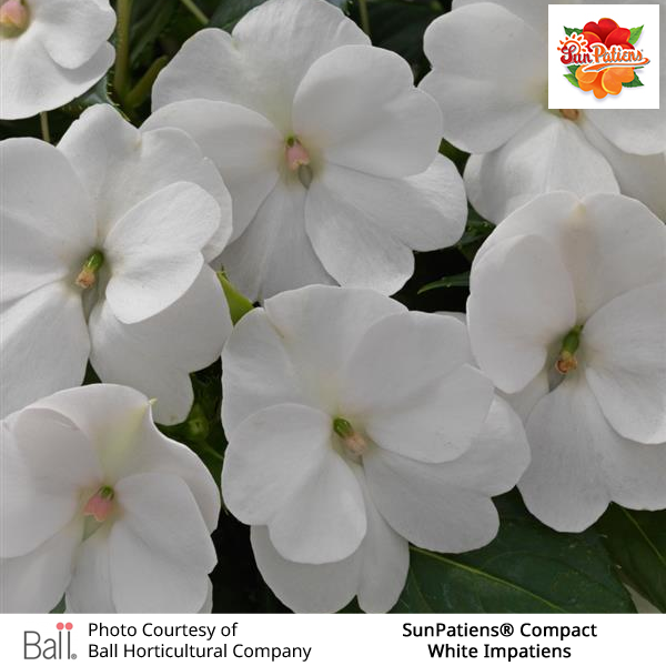 White SunPatiens® Compact