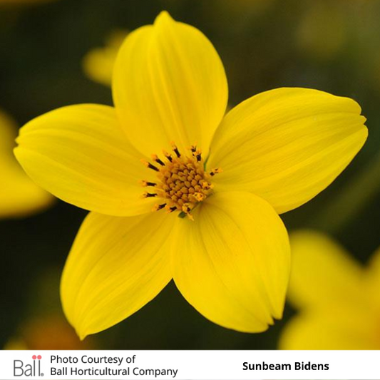 Sunbeam Bidens
