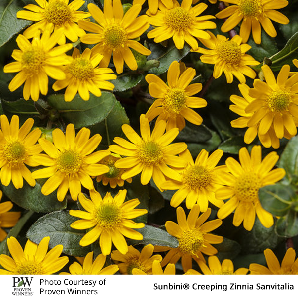 Sanvitalia Sunbini®