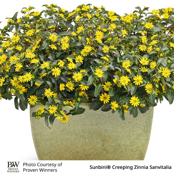 Sanvitalia Sunbini®