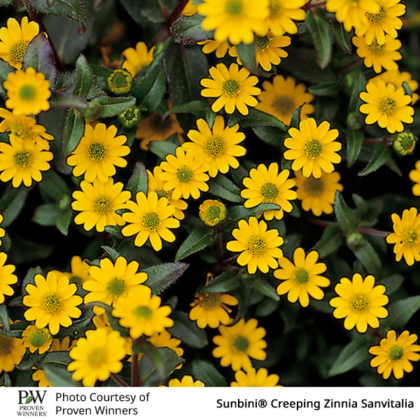 Sanvitalia Sunbini®