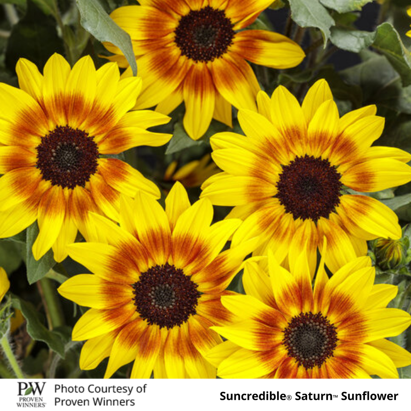 Sunflower Suncredible ®