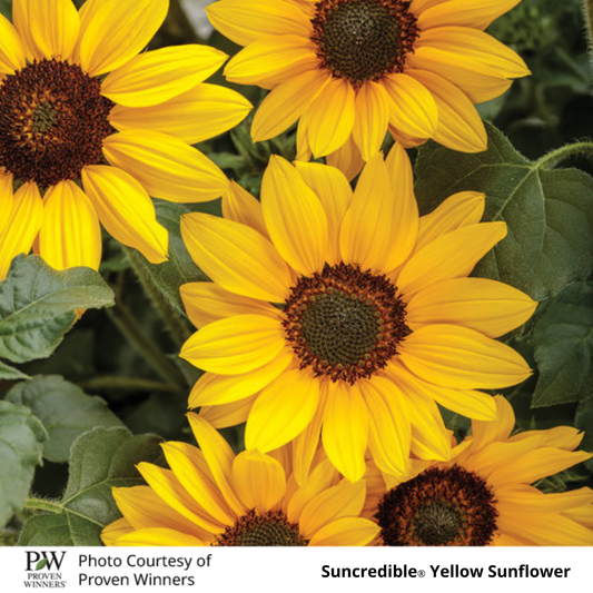 Sunflower Suncredible ®