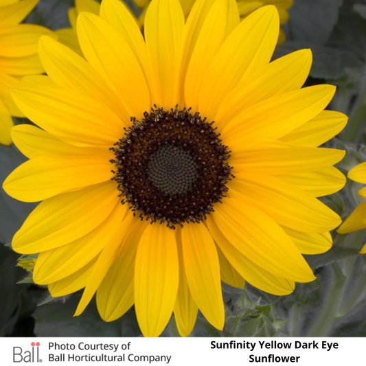 Sunflower Sunfinity