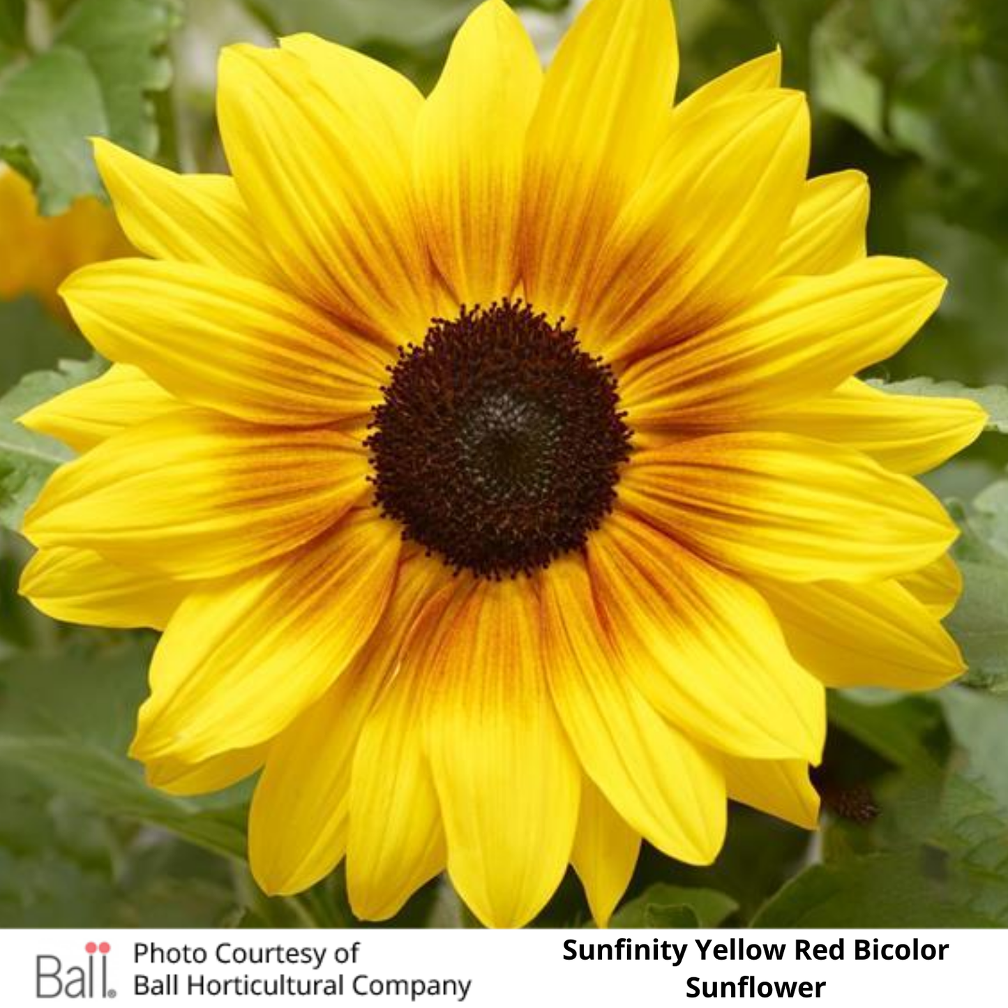 Sunflower Sunfinity