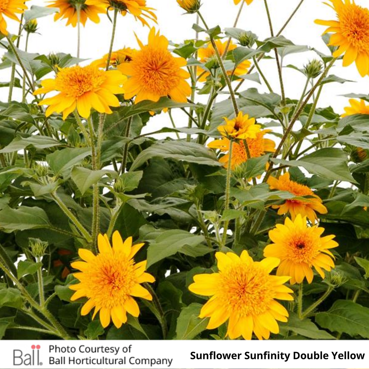 Sunflower Sunfinity