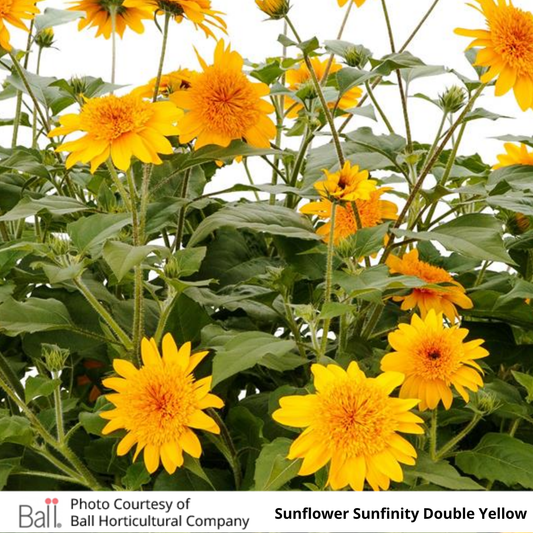 Sunflower Sunfinity