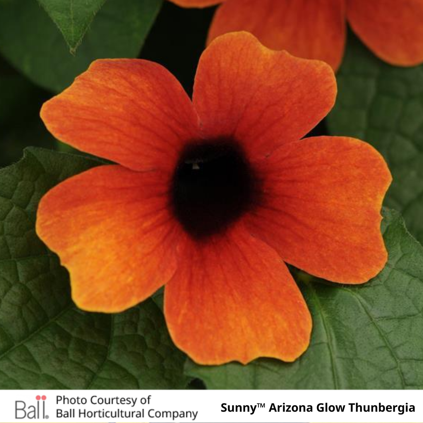 Thunbergia