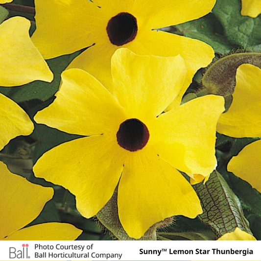 Thunbergia