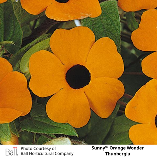 Thunbergia