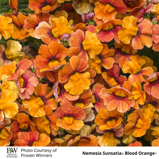Nemesia Sunsatia®