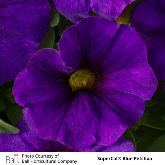 Trailing SuperCal® Petchoa Hanging Basket