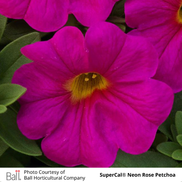 Trailing SuperCal® Petchoa Hanging Basket
