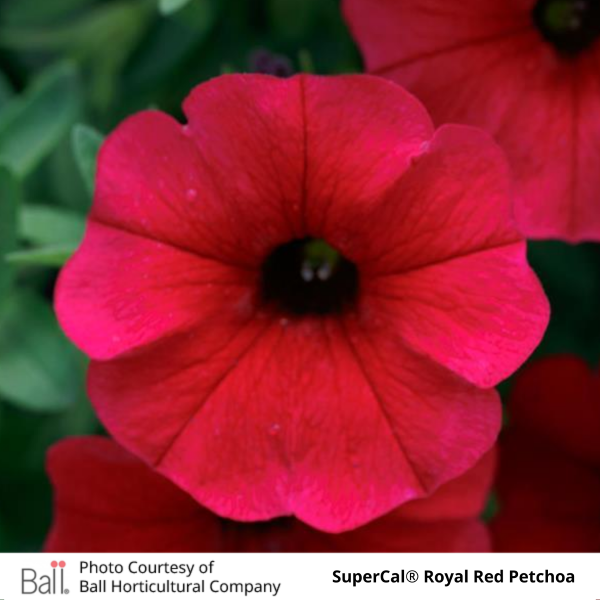 Trailing SuperCal® Petchoa Hanging Basket