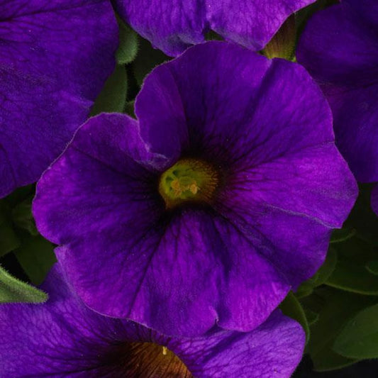 Trailing SuperCal® Petchoa Hanging Basket