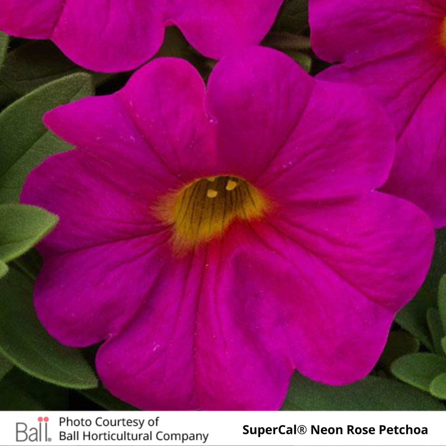 SuperCal® Petchoa