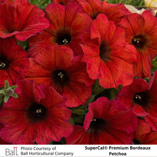 SuperCal® Petchoa Premium