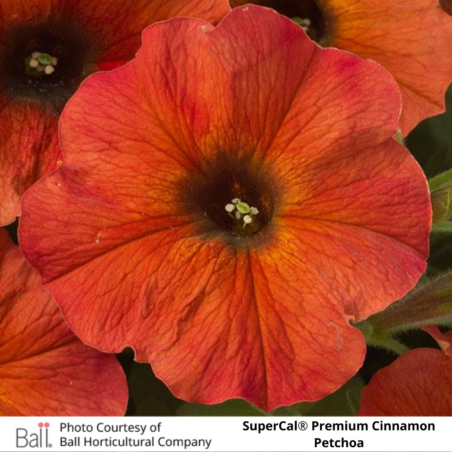 SuperCal® Petchoa Premium