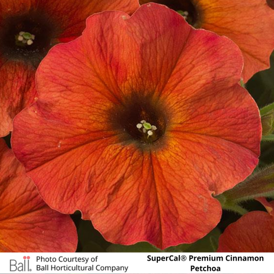 SuperCal® Petchoa Premium