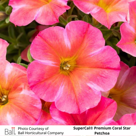 SuperCal® Petchoa Premium