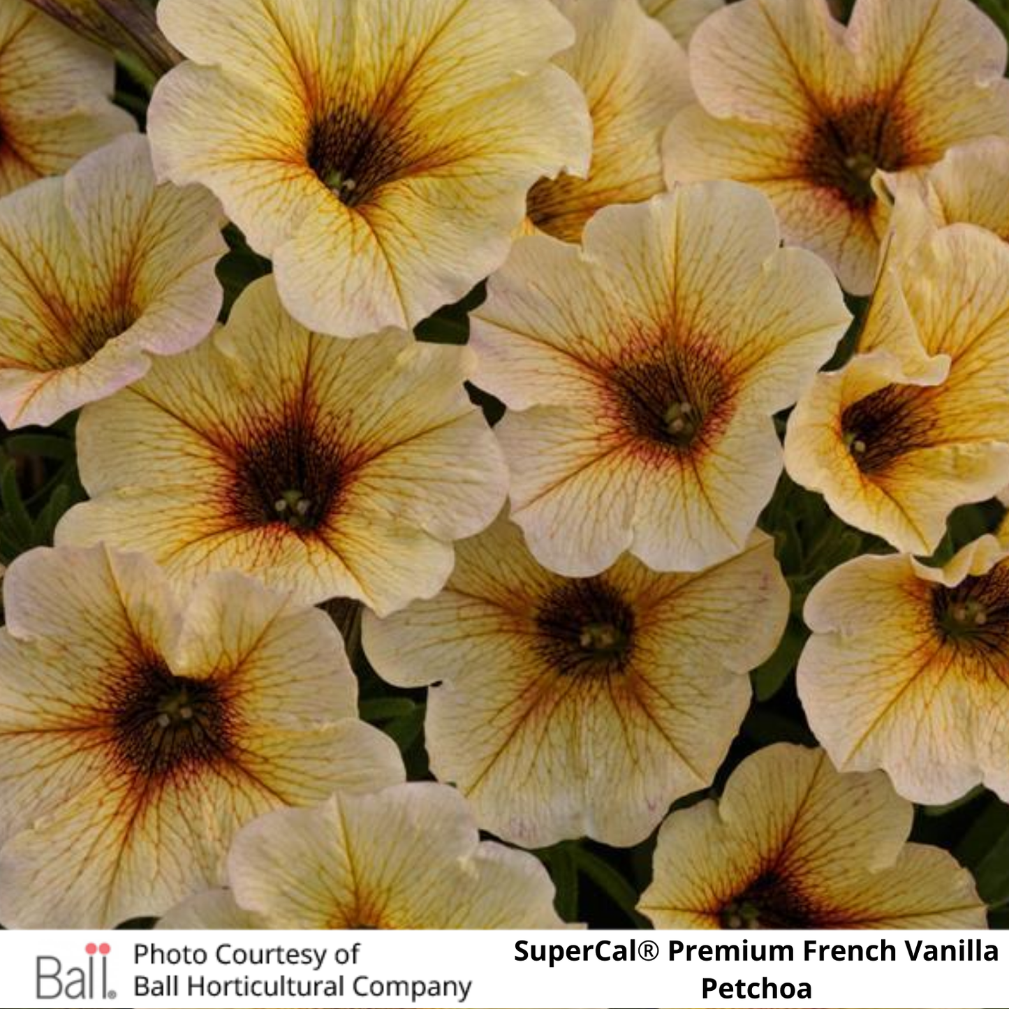 SuperCal® Petchoa Premium