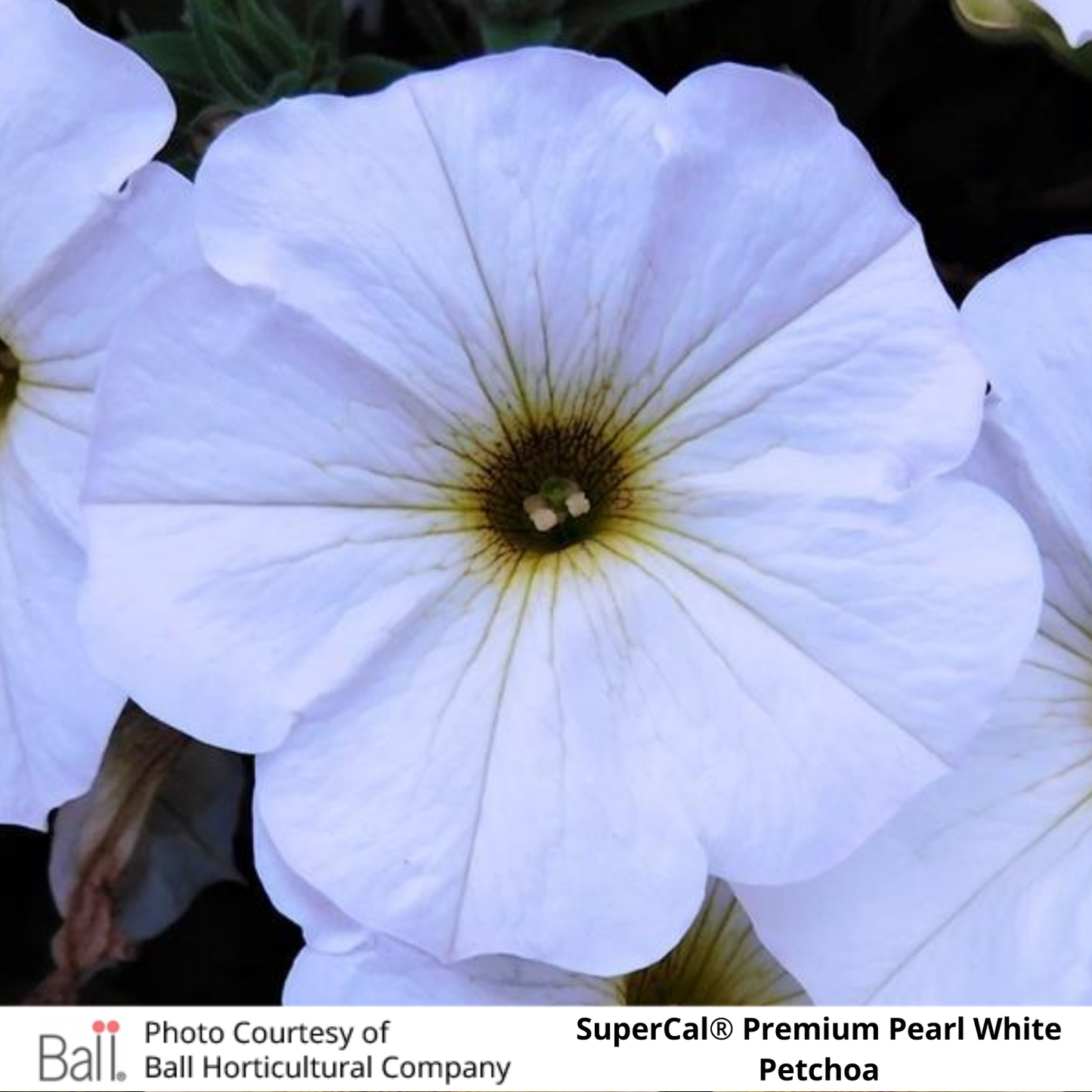 SuperCal® Petchoa Premium