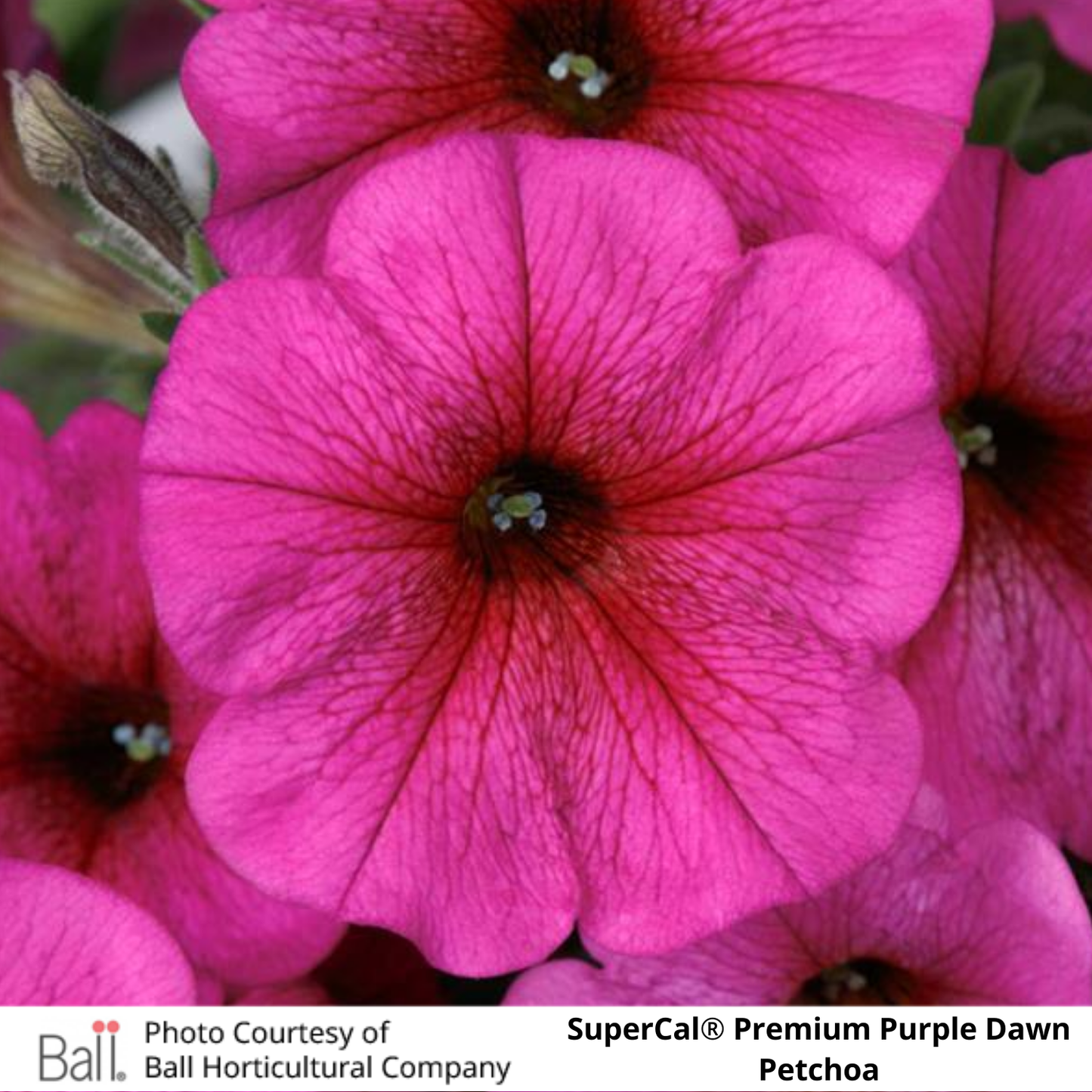 SuperCal® Petchoa Premium