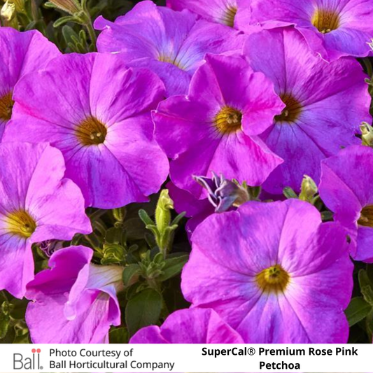 SuperCal® Petchoa Premium