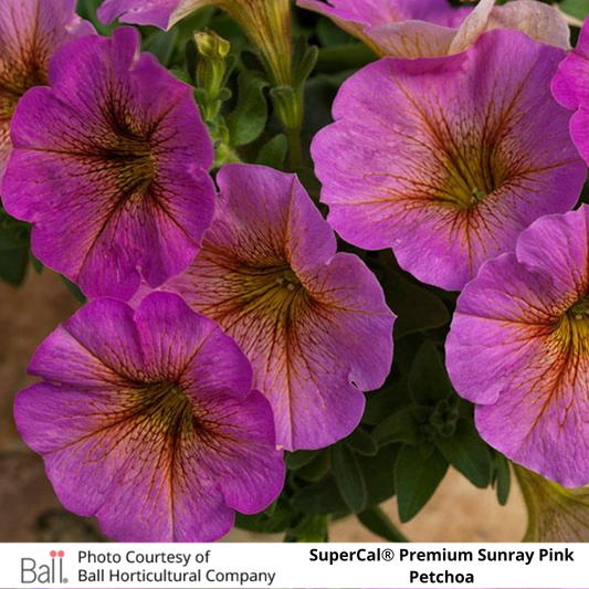 SuperCal® Petchoa Premium