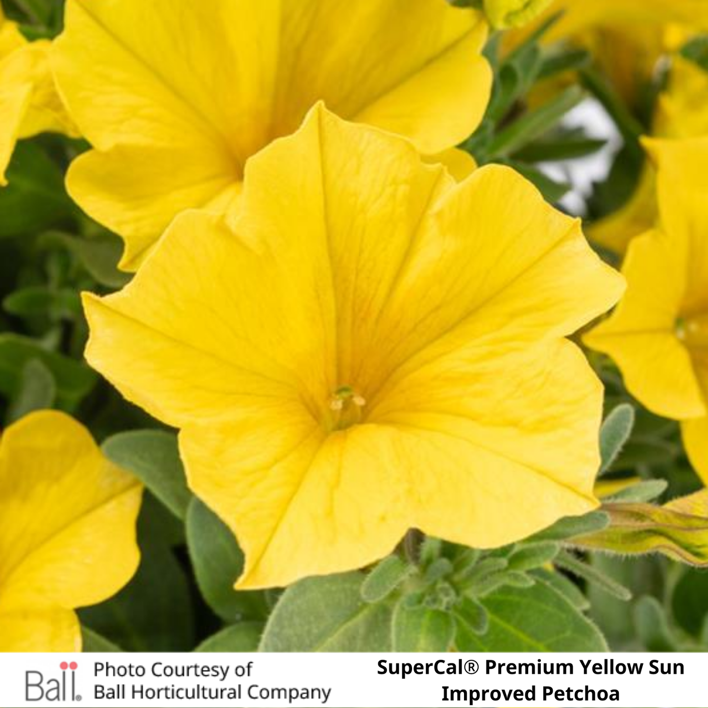 SuperCal® Petchoa Premium