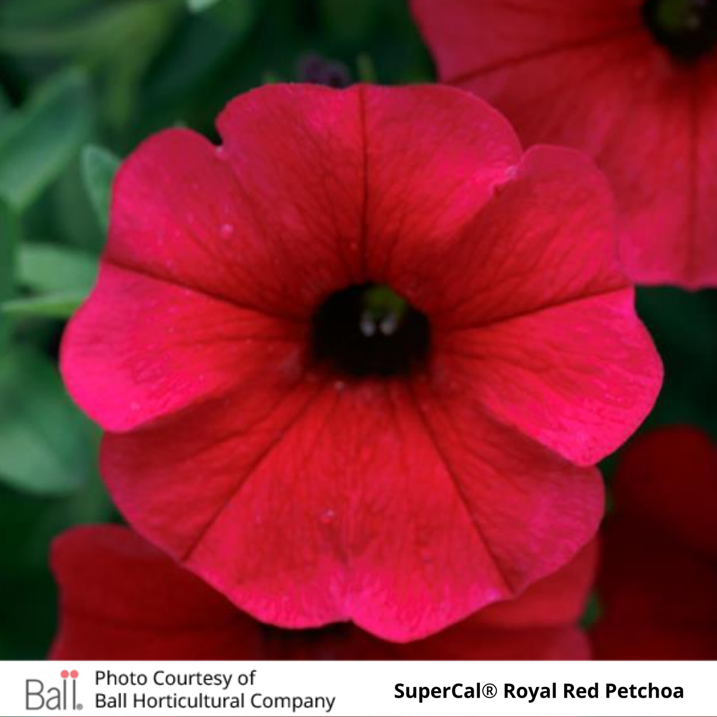 SuperCal® Petchoa