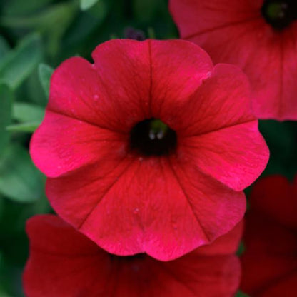 Trailing SuperCal® Petchoa Hanging Basket