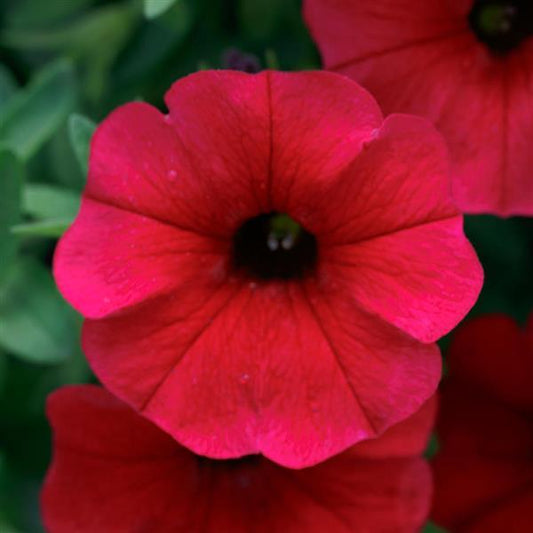 Trailing SuperCal® Petchoa Hanging Basket