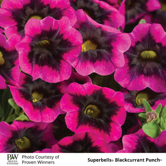 Superbells Blackcurrant Punch