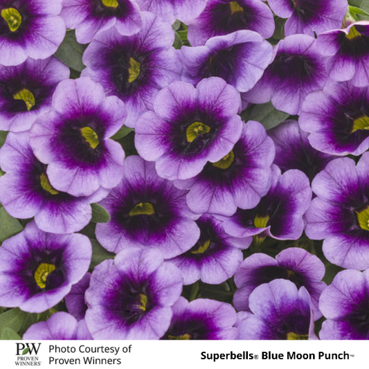 Superbells Blue Moon Punch