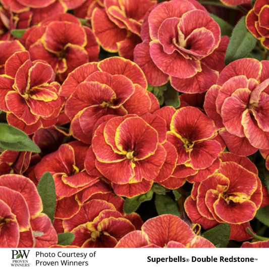 Superbells Double Redstone