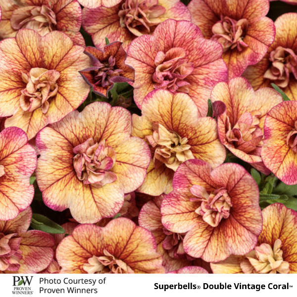Superbells Double Vintage Coral