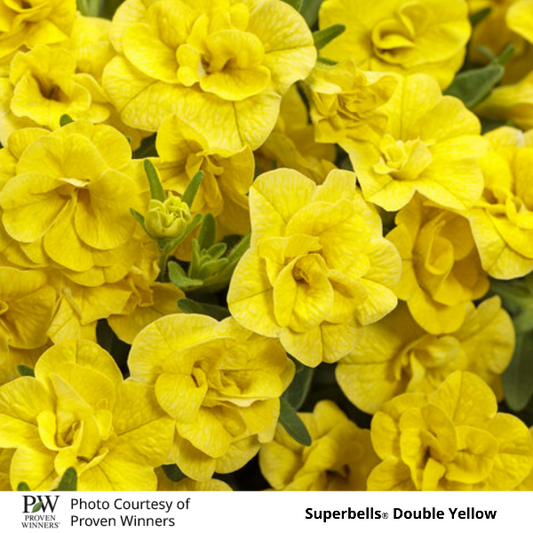 Superbells Double Yellow
