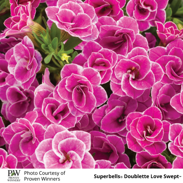 Superbells Doublette Love Swept™